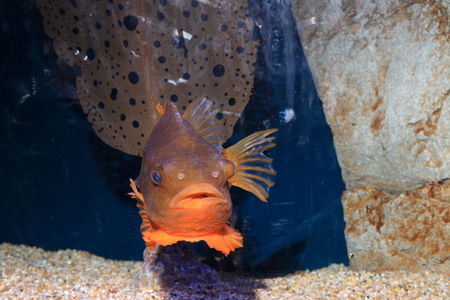 Lumpfish  Cyclopterus lumpus の写真素材