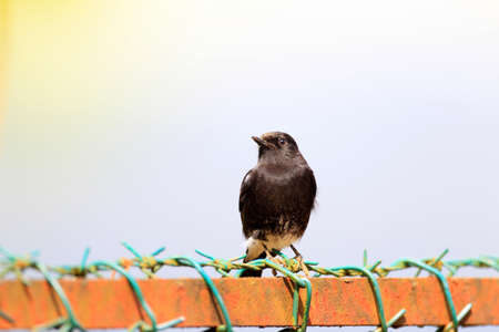 Pied Bushchat  Saxicola caprata atratus   male in Sri lanka