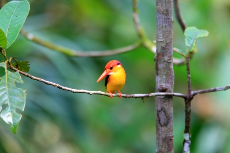 Oriental Dwarf Kingfisher  Ceyx erithaca  in Sri Lankaの写真素材