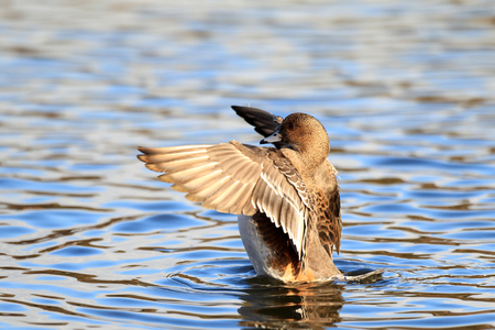 Eurasian Wigeon  Anas penelope  female in Japanの写真素材