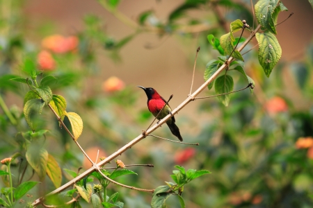  Black-throated Sunbird  Aethopyga saturata  male in South Vietnamの写真素材