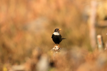 White-collared Blackbird  Turdus albocinctus  in North Indiaの写真素材