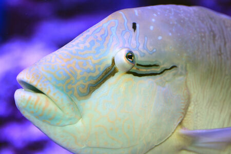 Humphead wrasse  Cheilinus undulatus  close upの写真素材