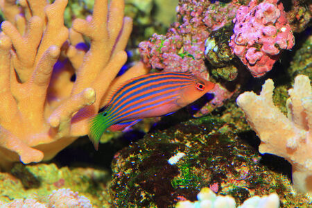 Sixline or Sixstripe Wrasse  Pseudocheilinus hexataenia  in Japan