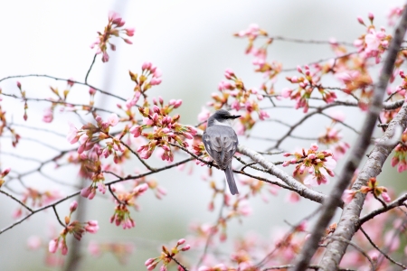 Ashy minivet  Pericrocotus divaricatus  in Japanの写真素材