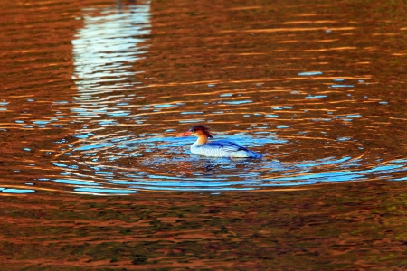 Scaly-sided merganser or Chinese mrganser  Mergus squamatus  in Japanの写真素材