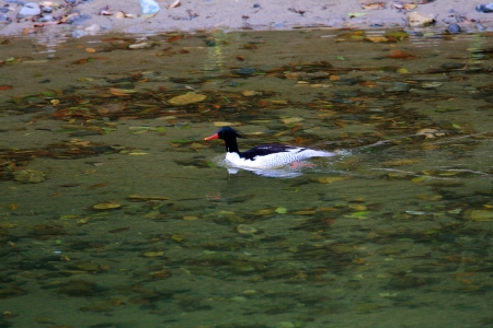 Scaly-sided merganser or Chinese mrganser  Mergus squamatus  in Japanの写真素材