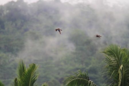 Philippine Duck  Anas luzonica  in Mindanao Island, Philippinesの写真素材