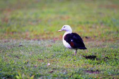 Raja Shelduck Tadorna radjah in Australiaの写真素材