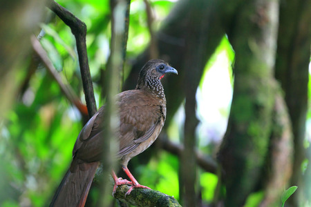 Speckled Chachalaca  Ortalis guttata  in Ecuadorの写真素材