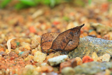 Dead Leaf mimicry Grasshopper  Chorotypus sp  in Sinharaja Forest Reserve, Sri lankaの写真素材