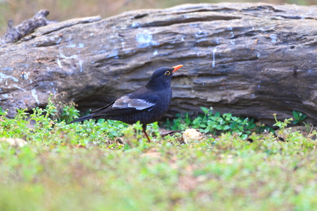 Grey-winged Blackbird  Turdus boulboul  male in Thailandの写真素材