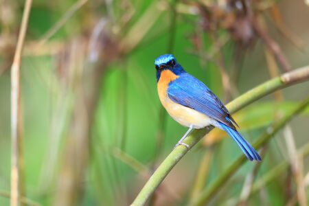 Hill Blue Flycatcher  Cyornis banyumas  male in Thailandの写真素材