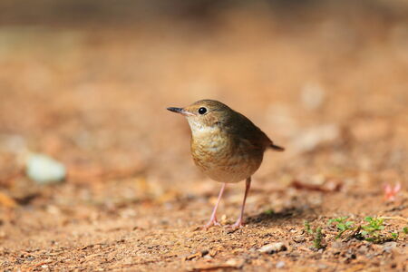 Siberian blue robin  Luscinia cyane  female in Thailand