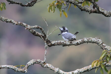 Crested Kingfisher  Megaceryle lugubris  in Japanの写真素材
