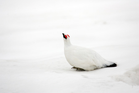 Rock Ptarmigan  Lagopus muta  winter plumage in Japan