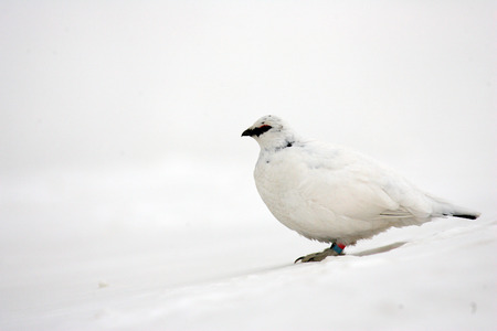 Rock Ptarmigan  Lagopus muta  winter plumage in Japanの写真素材