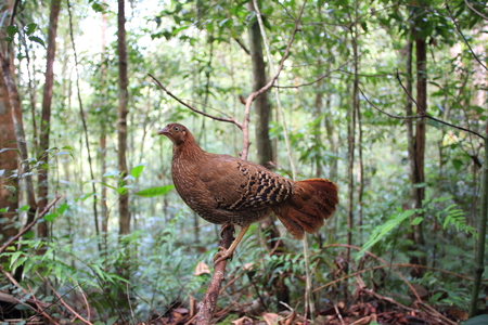 Sri Lanka or Ceylon Junglefowl  Gallus lafayetii  in Sri lanka
