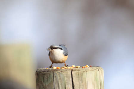 Eurasian nuthatch  Sitta europaea  in Honshu, Japanの写真素材