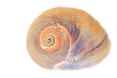 Bladder Moon shell  Glossaulax didyma  in Japanの写真素材