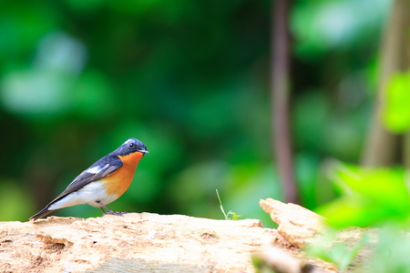 Mugimaki Flycatcher  Ficedula mugimaki  male in Japanの写真素材