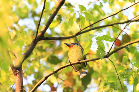 Taiwan Barbet  Megalaima nuchalis  in Taiwanの写真素材