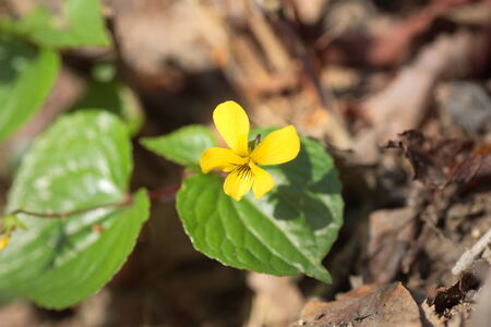 Viola brevistipulata, Japanese Endemic Viola