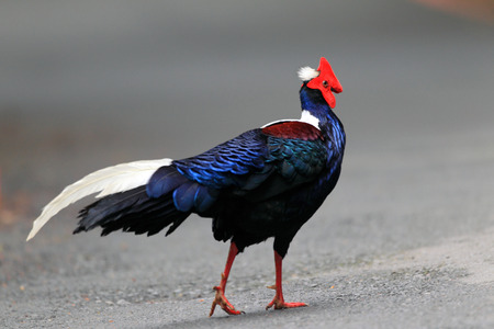 Swinhoe s pheasant  Lophura swinhoii  in Anmashan, Taiwanの写真素材