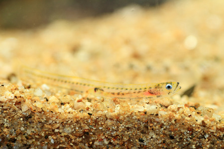 Ice goby  Leucopsarion petersii  in Japanの写真素材