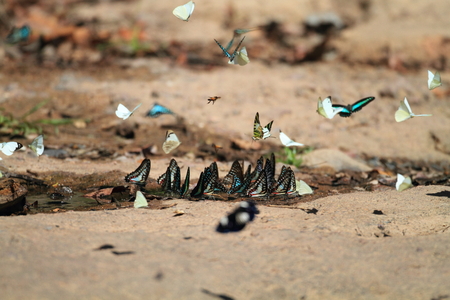 Common Jay  Graphium doson  and Common Bluebottle  Graphium sarpedon  in Thailandの写真素材