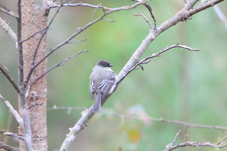 Eastern Phoebe  Sayornis phoebe  in Atlanta, North Americaの写真素材