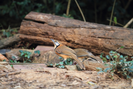 Lesser Necklaced Laughingthrush  Garrulax monileger  in Thailandの写真素材
