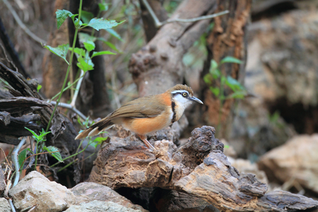 Lesser Necklaced Laughingthrush  Garrulax monileger  in Thailandの写真素材
