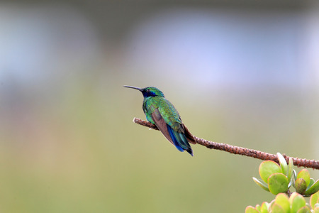 Sparkling Violetear  Colibri coruscans  in Ecuadorの写真素材