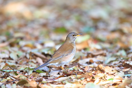 Pale Thrush  Turdus pallidus  in Japan