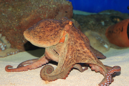 Common octopus  Octopus vulgaris  in Japanの写真素材