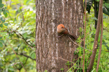 Vinous-throated Parrotbill  Sinosuthora webbiana  in Chinaの写真素材