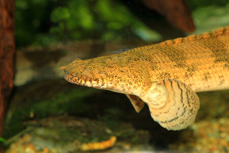 Saddled bichir  Polypterus endlicheri endlicheri の写真素材