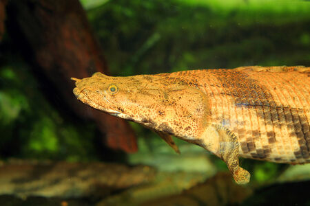 Saddled bichir  Polypterus endlicheri endlicheri の写真素材
