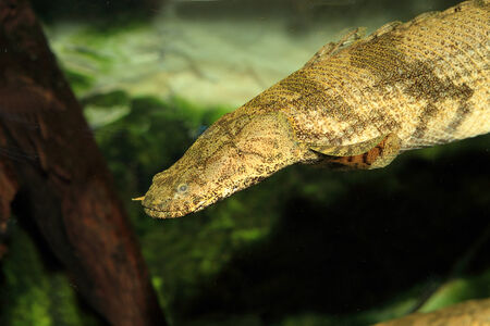 Saddled bichir  Polypterus endlicheri endlicheri の写真素材