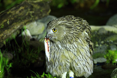 Blakiston s Fish Owl  Bubo blakistoni  in Hokkaido, Japanの写真素材
