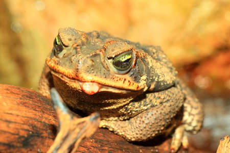 Rococo Toad  Bufo paracnemis 