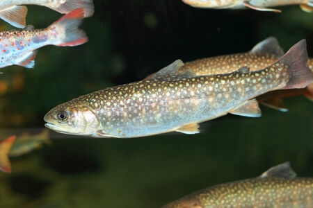 Whitespotted char  in Japan