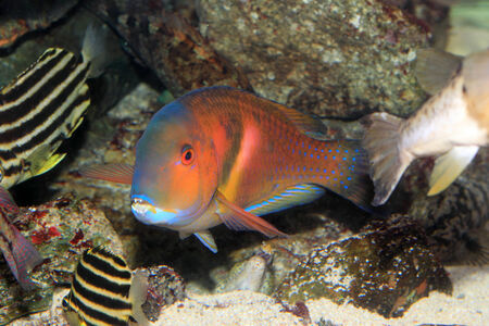 Scarbreast tuskfin  Choerodon azurio  in Japan