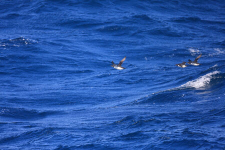 Thick-billed murre  Uria lomvia  flying over sea in Japanの写真素材