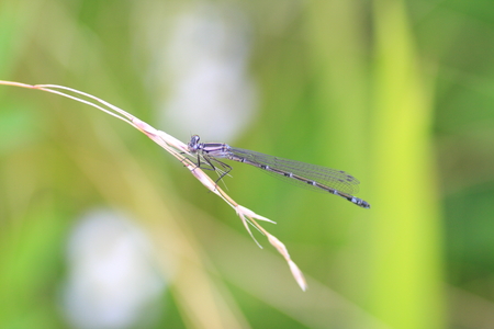 Platycnemis echigoana damselfly in Japanの写真素材