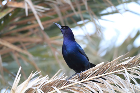 Boat-tailed Grackle  Quiscalus major westoni  in Florida, North Americaの写真素材