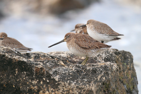 Short-billed Dowitcher  Limnodromus griseus   in Florida, North Americaの写真素材