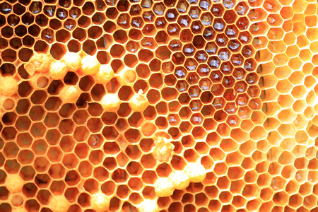 Honey Bee  Apis mellifera  nest in Japan の写真素材