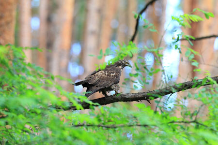 Female Oriental honey-buzzard in Japanの写真素材